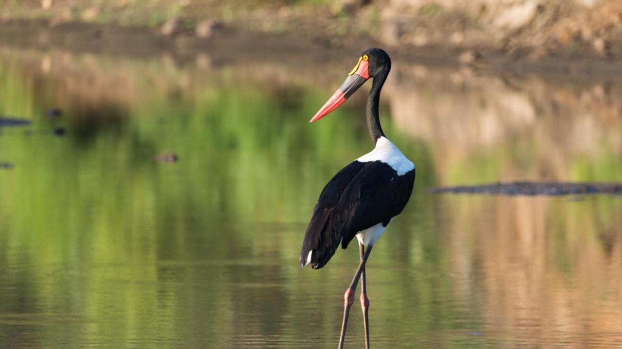 Geiger'S Camp In Timbavati Game Reserve By Newmark المظهر الخارجي الصورة