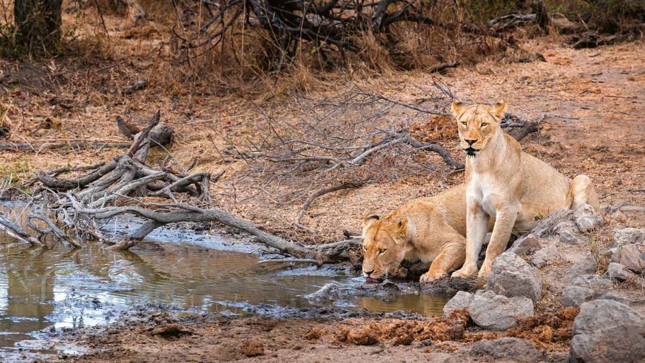 Geiger'S Camp In Timbavati Game Reserve By Newmark المظهر الخارجي الصورة