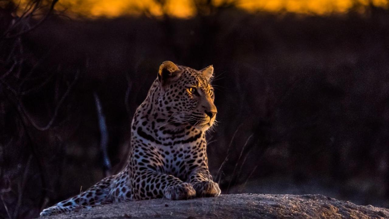 Geiger'S Camp In Timbavati Game Reserve By Newmark المظهر الخارجي الصورة