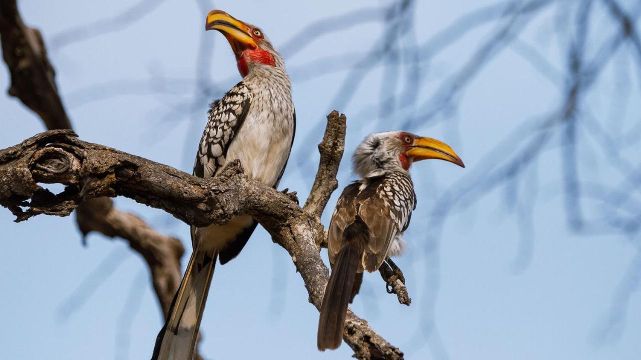 Geiger'S Camp In Timbavati Game Reserve By Newmark المظهر الخارجي الصورة