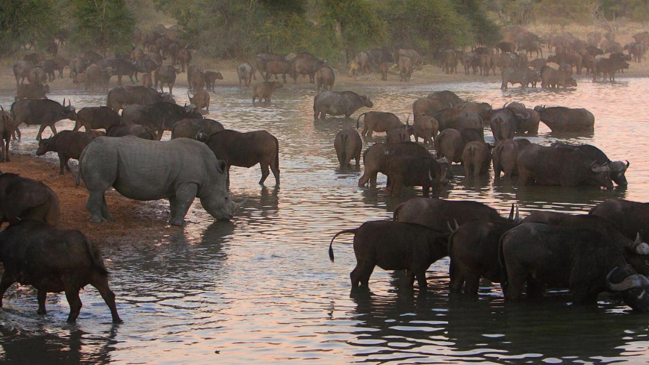 Geiger'S Camp In Timbavati Game Reserve By Newmark المظهر الخارجي الصورة