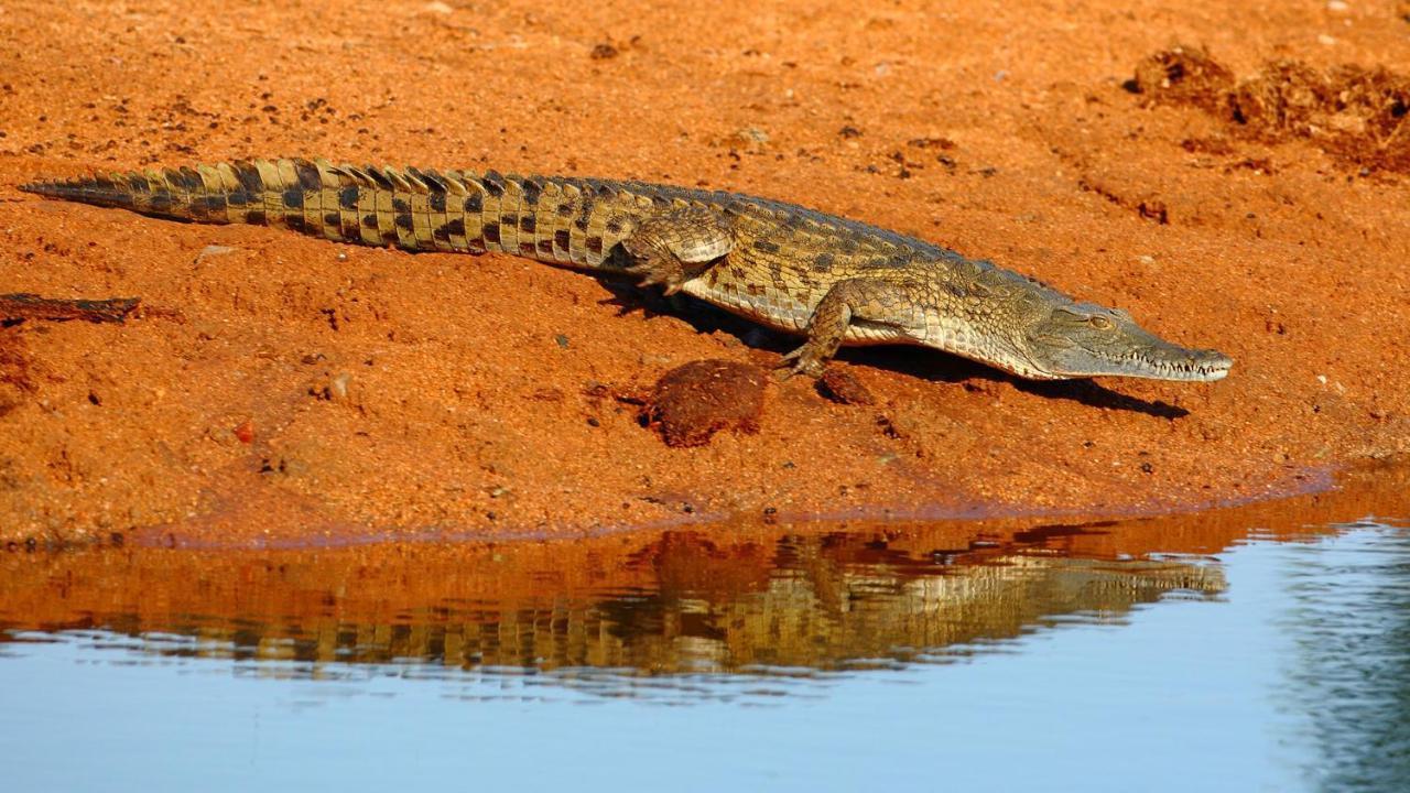 Geiger'S Camp In Timbavati Game Reserve By Newmark المظهر الخارجي الصورة