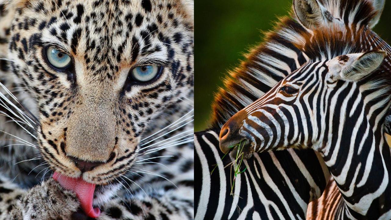 Geiger'S Camp In Timbavati Game Reserve By Newmark المظهر الخارجي الصورة
